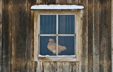 DIY vinterkyllingkake for 20 kyllinger: funksjoner og tips for å lage