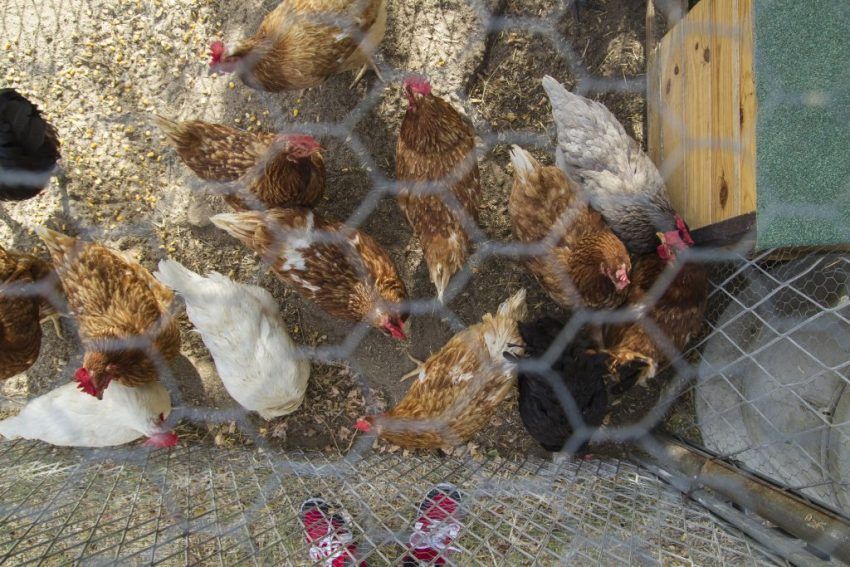 When arranging a poultry house, it is necessary to provide a place for walking chickens