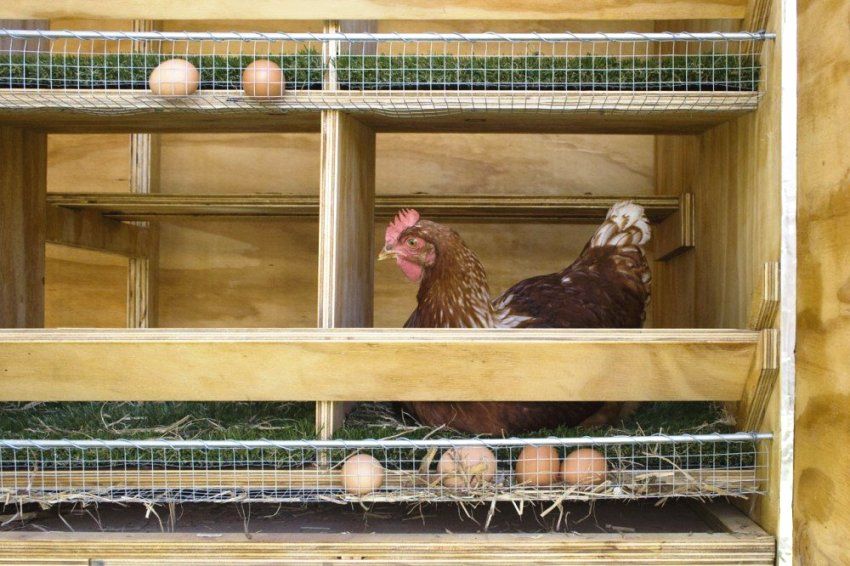 Kemasan dalaman kandang ayam diperbuat daripada kepingan papan lapis tahan kelembapan