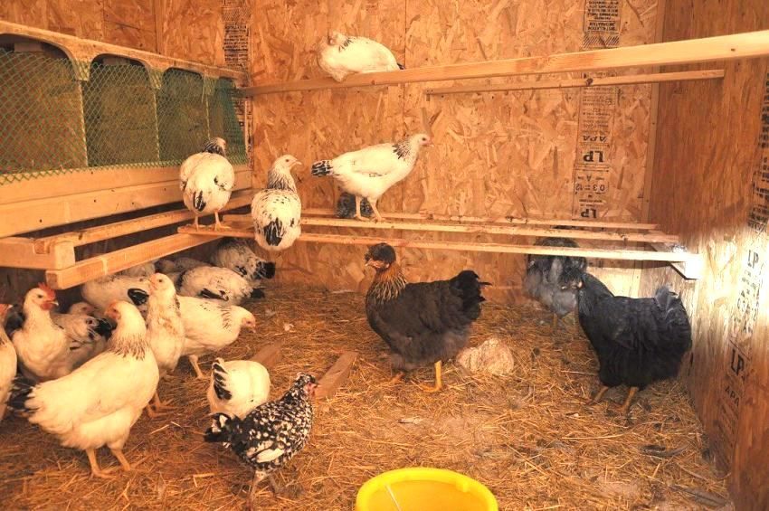 Interior decoration of the chicken coop using OSB boards
