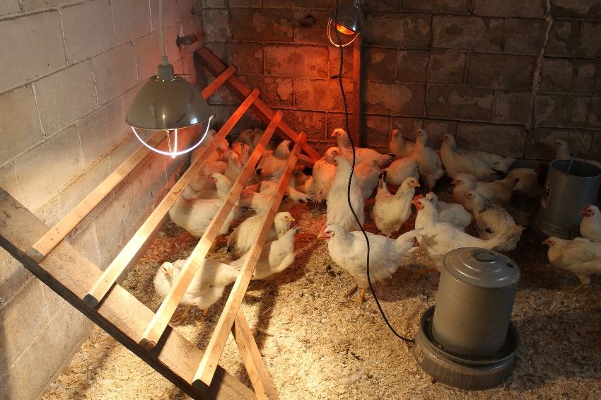 Ved hjelp av IR og konvensjonelle lamper for oppvarming og belysning av et kyllingebo