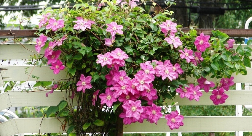 Fast growing climbing plants for a fence: a picturesque decoration of the site