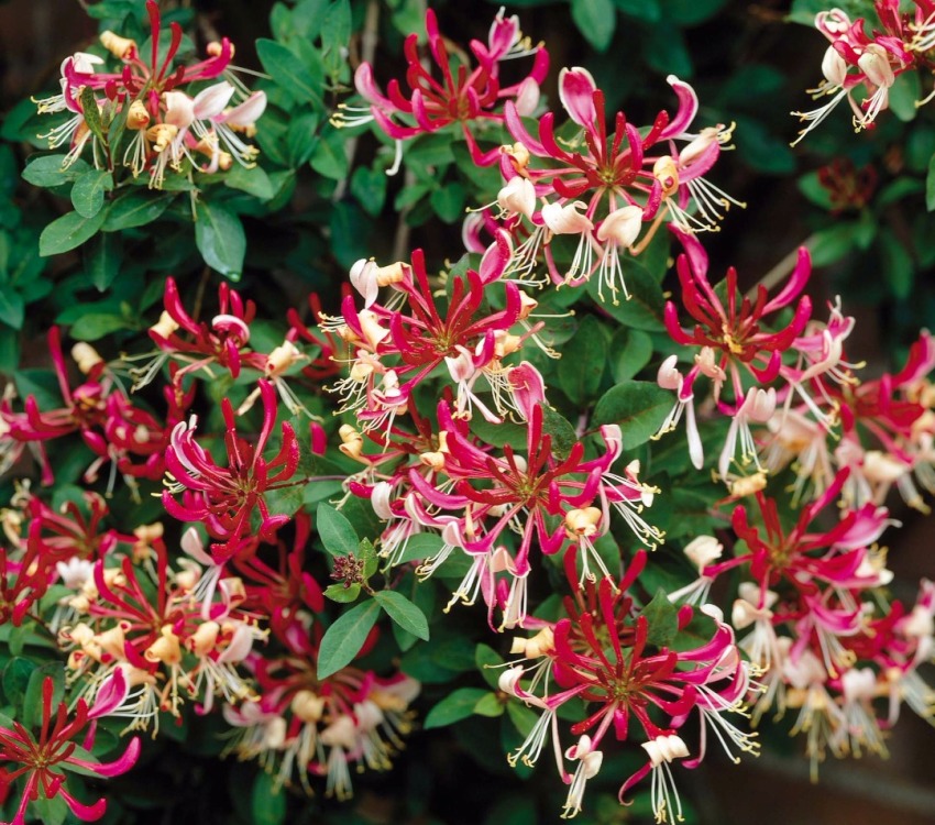 Honeysuckle has many varieties - Brown, Henry, Hecroth and others