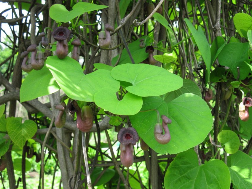 Kirkazon-busken har uvanlige vakre blomsterstander
