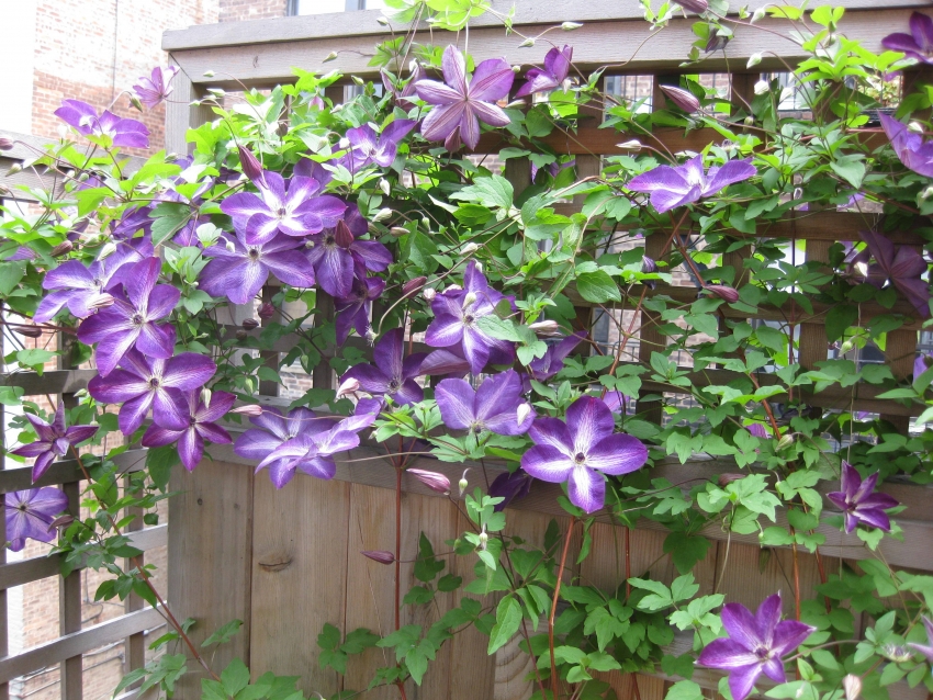 Clematis is great for decorating hedges in a suburban area
