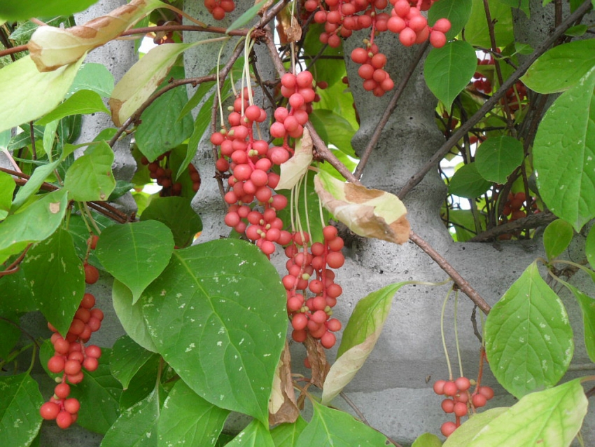 Kinesisk sitrongress bærer frukt i klynger av små røde bær