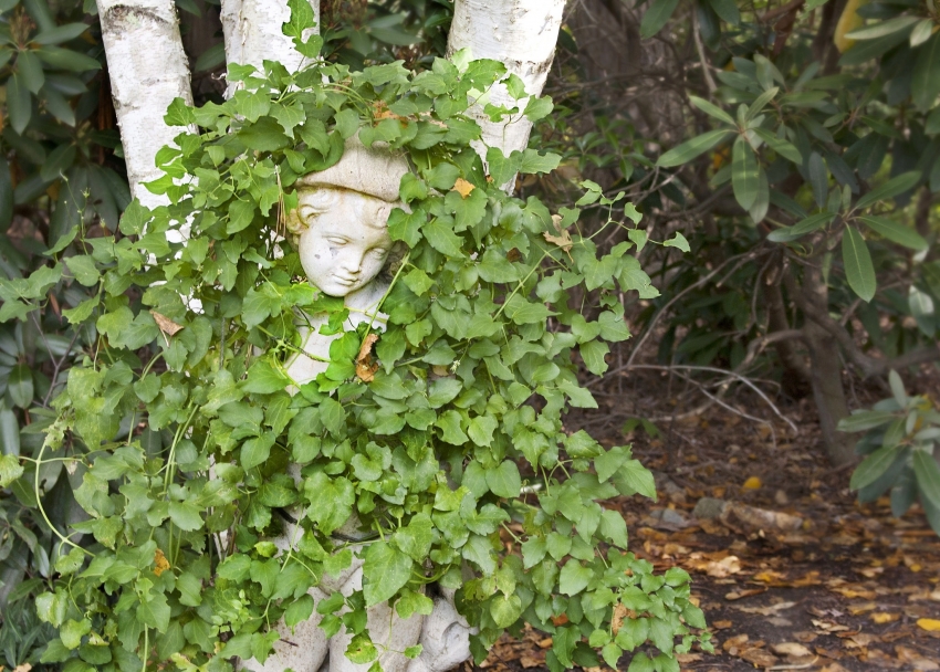 Garden ivy is a picky plant and does not require specific care