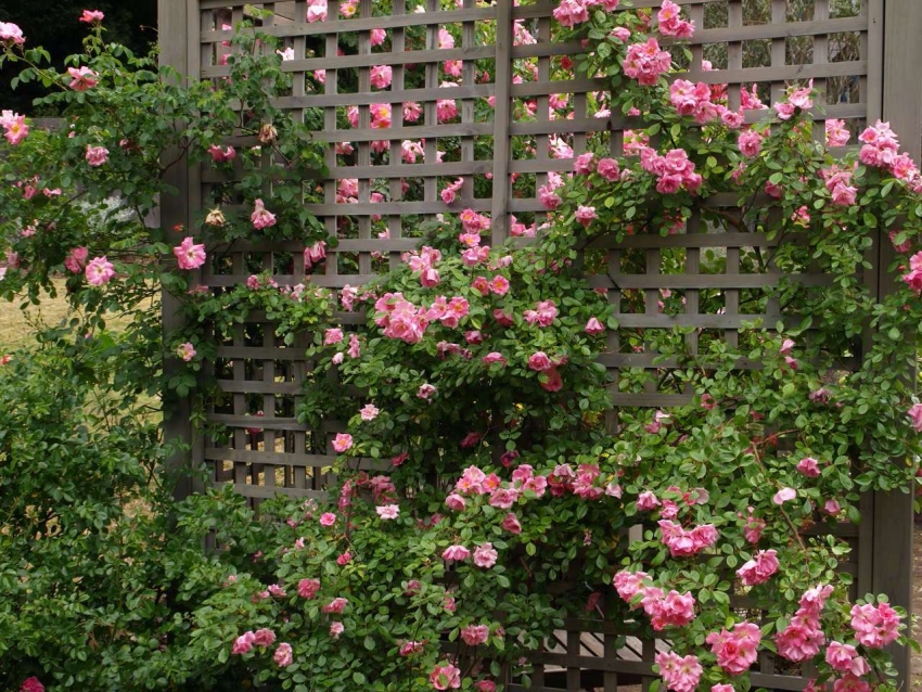 The climbing rose grows in a dense carpet of leaves and inflorescences