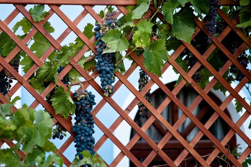 A frequent decoration of country fences is grapes.