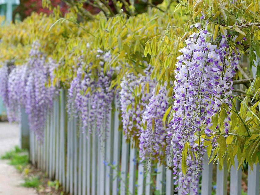 Delicate inflorescences of wisteria effectively decorate the summer cottage