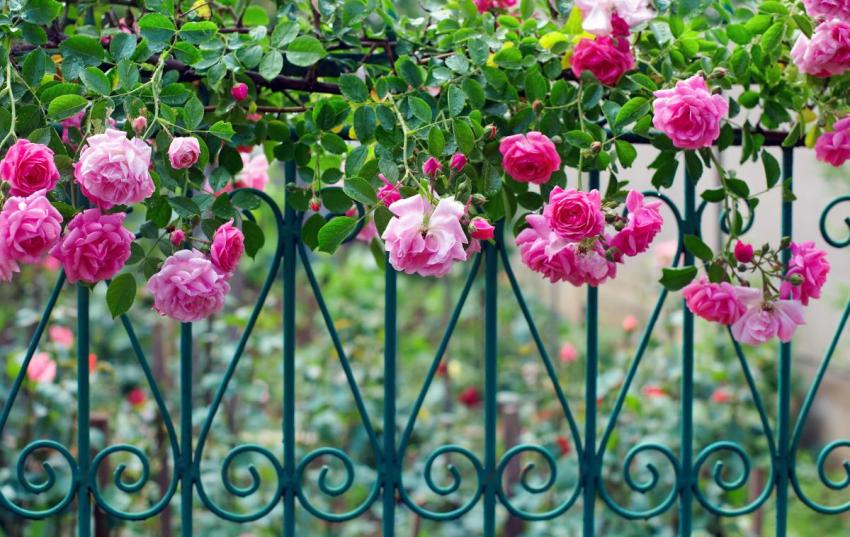 Kovrčava ruža uspješno naglašava ogradu od kovanog željeza