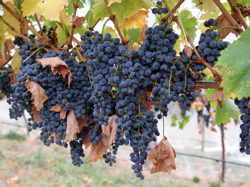 Amur breakthrough grapes will not only decorate the site, but also bear delicious fruits