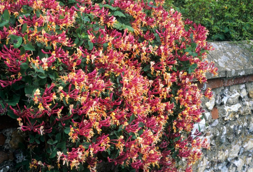 Honeysuckle, planted in the sun, will annually delight with exuberant flowering