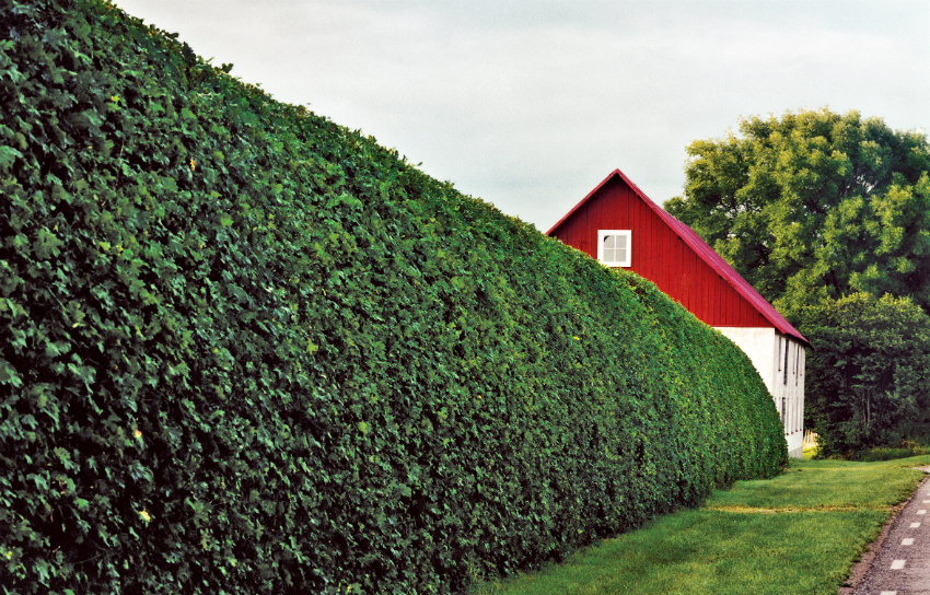 Ivy is a creeping shrub that clings to walls and tree trunks with its adventitious roots