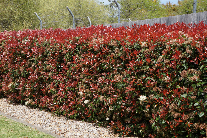 A hedge will allow you to hide the fence of the site if it does not look aesthetically pleasing