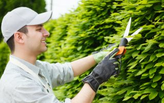 Perennial fast-growing hedge: evergreens and their description