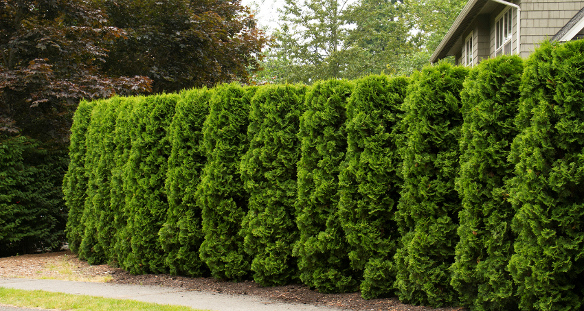 Conifers, planted as hedges, prefer a humid climate
