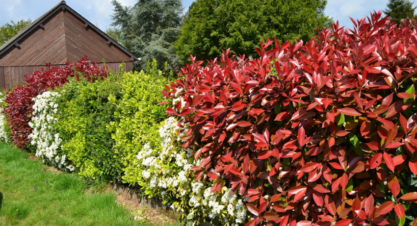 Thanks to the wide variety of plants, a hedge can become a colorful and interesting element of the site.