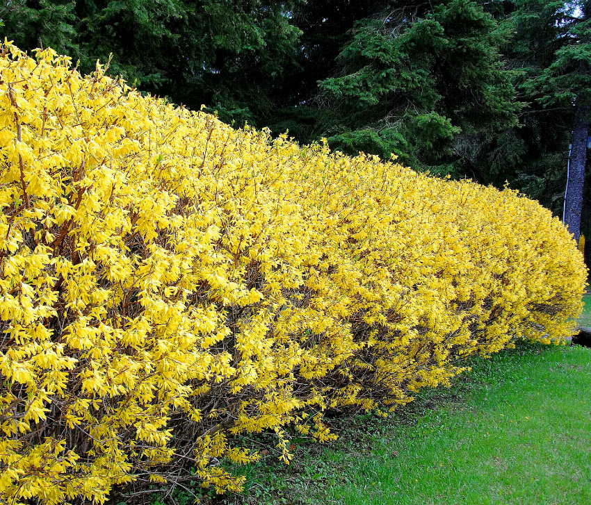 Plants for hedges must be selected according to the type of soil and climate where they will be planted