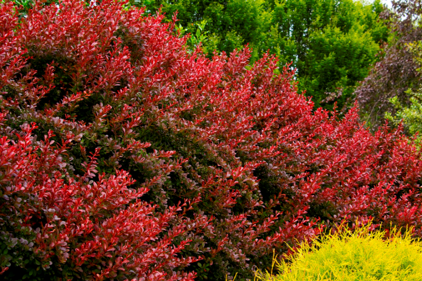 Barberry is a bright and unpretentious plant, so many people prefer to use it to form a hedge