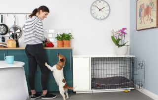 Dog enclosure in an apartment: how to create a safe place for a pet