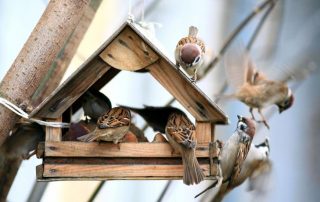 DIY bird feeders: interesting ideas and tips for their implementation
