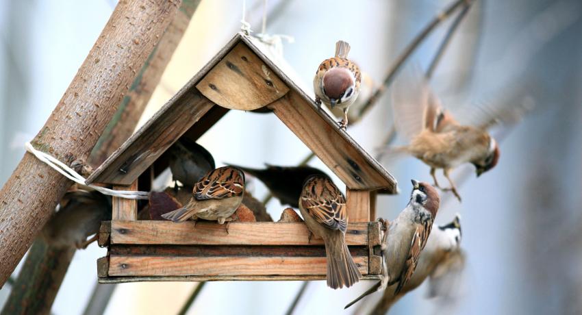 Uradi sam hranilice za ptice: zanimljive ideje i savjeti za njihovu primjenu