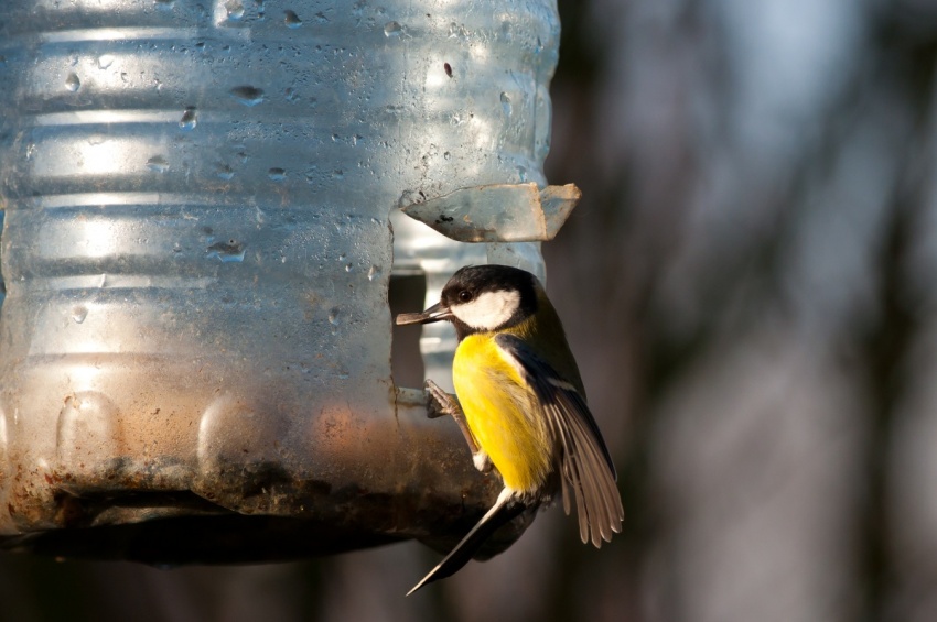 Boca od 5 litara može sadržavati puno hrane za ptice, uz zalihu od nekoliko tjedana