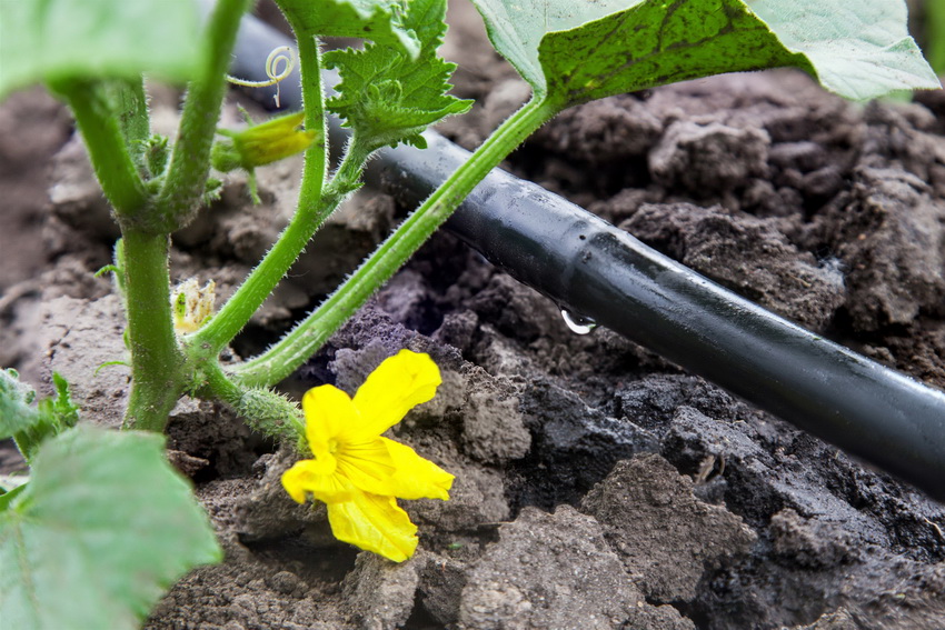 Irigarea prin picurare este de obicei utilizată pentru a hidrata zonele radiculare ale plantei.
