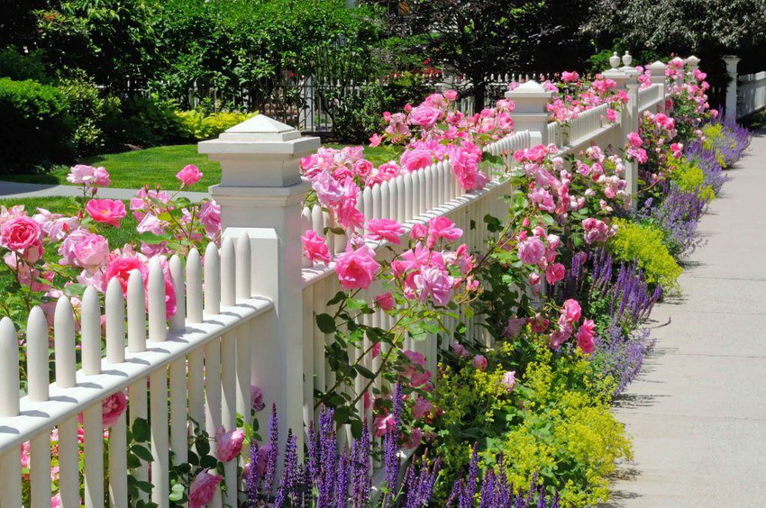 A classic white fence is often combined with roses and other flowers, which gives the site a festive look