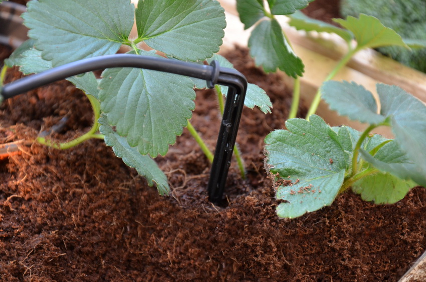 The choice of suitable drippers for irrigation depends on the characteristics of the irrigation system