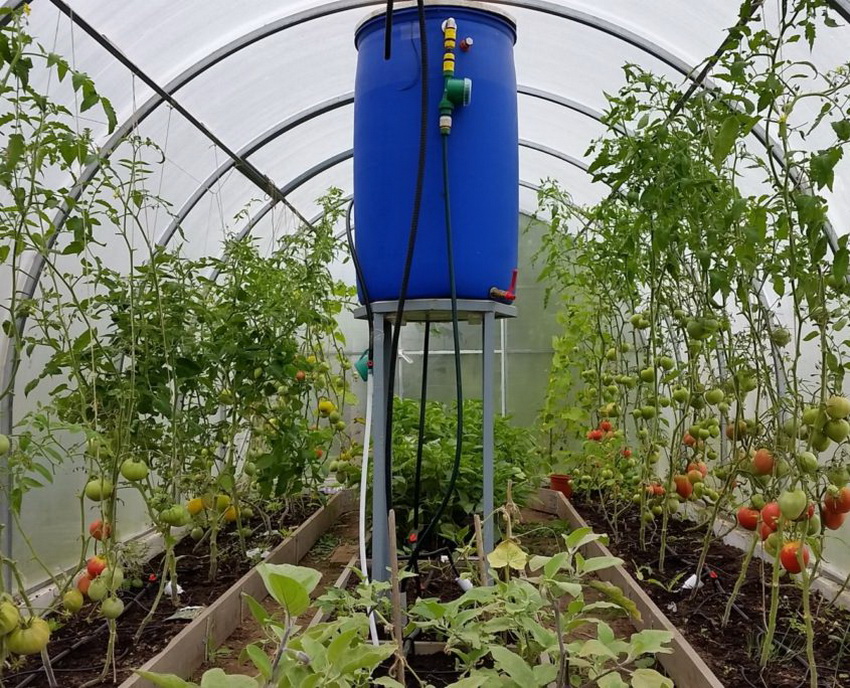 Convenient arrangement of the container - right in the greenhouse