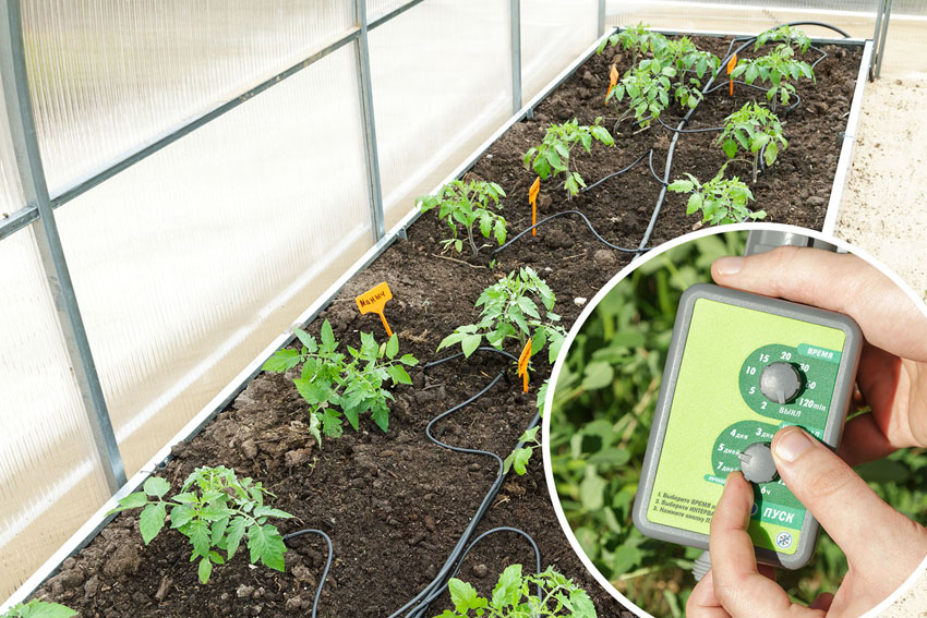 The use of automation for irrigation will greatly facilitate the life of the greenhouse owner.