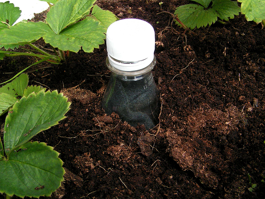Najpopularnija opcija navodnjavanja iz plastične boce je ispuštanje posude između biljaka.
