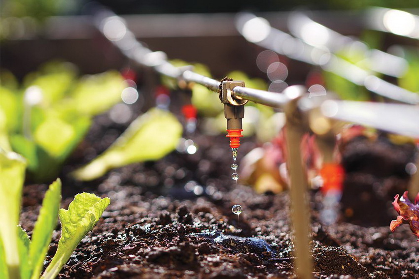 Drip irrigation is one of the most popular ways to irrigate flower beds and greenhouses