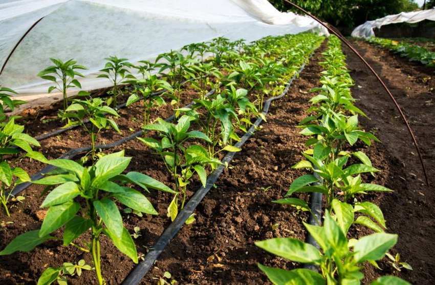Surface irrigation system is commonly used in greenhouses