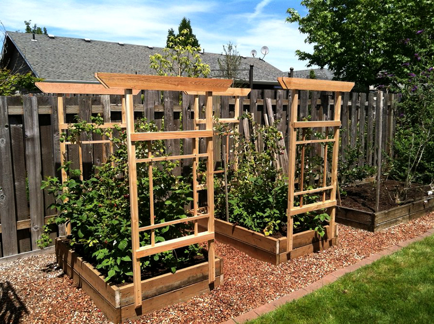 When tying raspberries to the trellis, it is necessary to separate the young shoots from the fruiting stems
