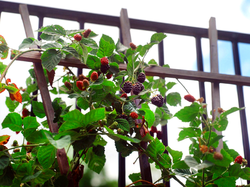 To prevent raspberry bushes from breaking, it is recommended to tie them up