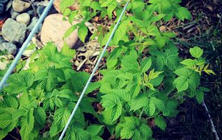 Špalir od maline: optimalni uređaj za njegu biljaka