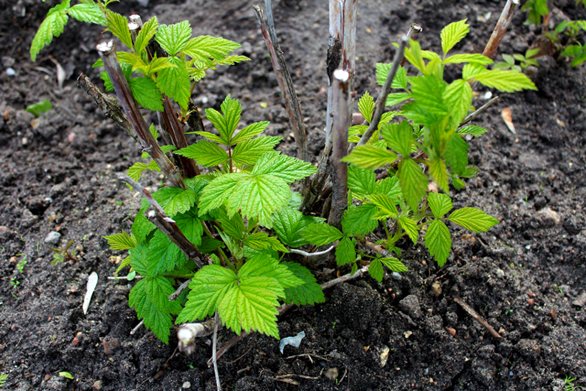 You can plant raspberries in spring and autumn, the soil should be neutral or slightly acidic