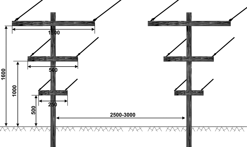 Drawing of a T-shaped trellis for raspberry bushes