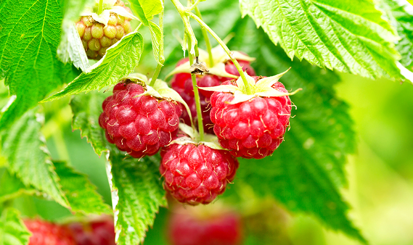 It is necessary to carefully choose a place for planting raspberry bushes.