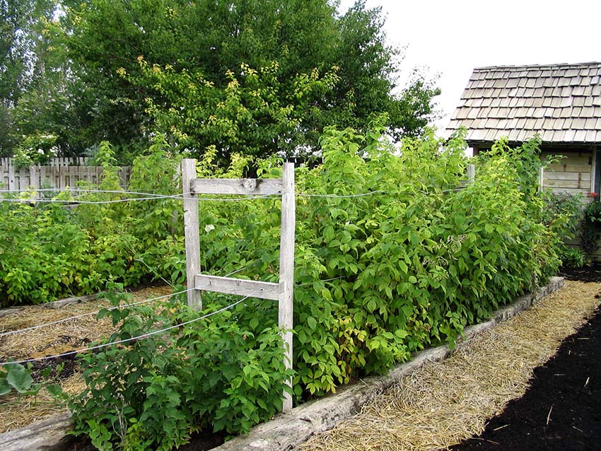 If raspberries are tied to a trellis, it is easier to care for, water and weed