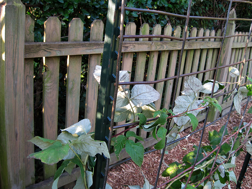 Thanks to trellises, raspberry bushes look neater and it is convenient to move between them
