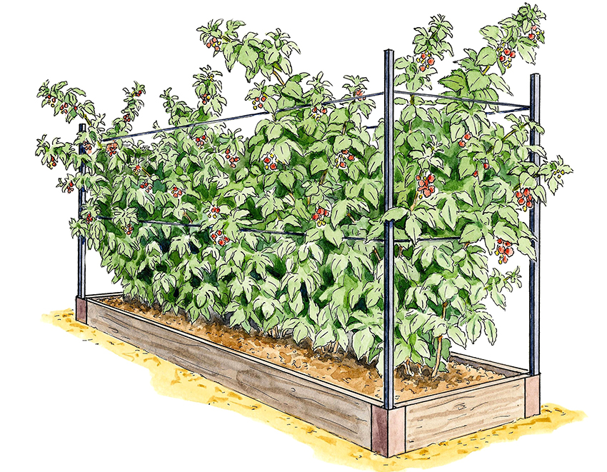 For the manufacture of trellises, you can use reinforced concrete posts or metal pipes of small diameter