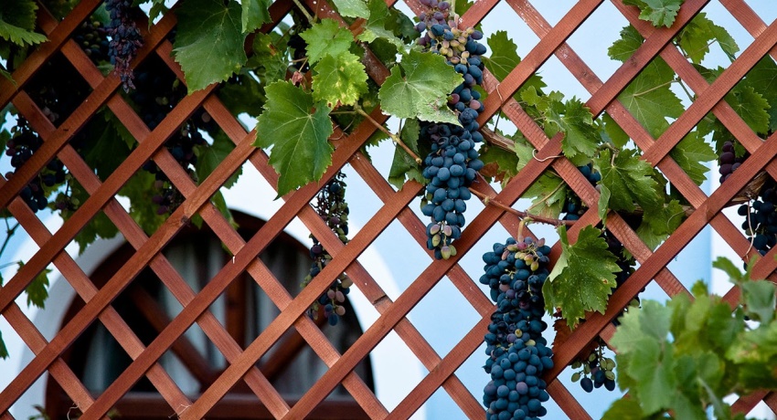 Trellis for grapes: optimal support for a climbing plant