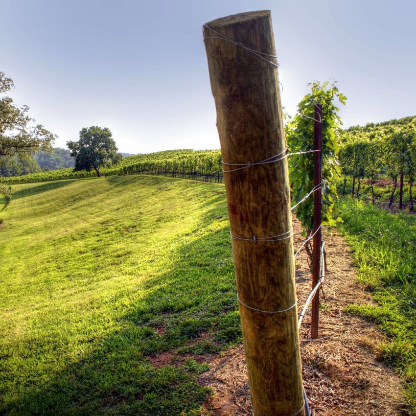 Najbolja vrsta nosača vinove loze je žičana rešetka