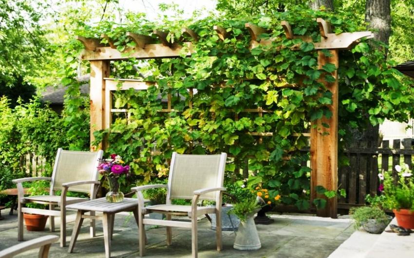 By purchasing a trellis for grapes, you can provide reliable support for the plant and create coziness on the site