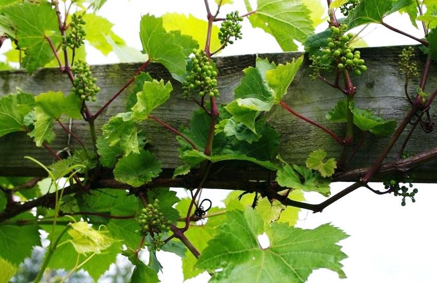 The timber frame must be able to withstand a load of more than 10 kg, depending on the grape variety and its yield
