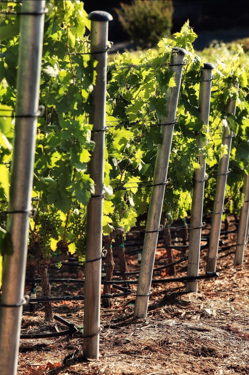 The most durable option is metal pillars as supports for grapes.